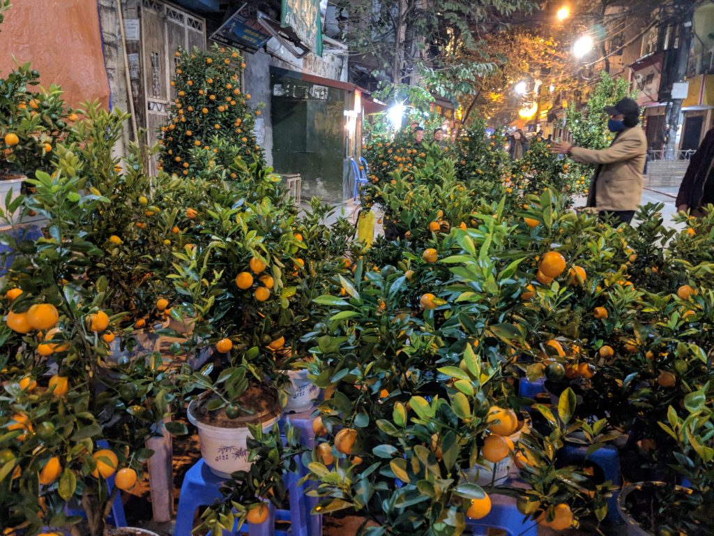 Mandarin trees in Hanoi, Vietnam.