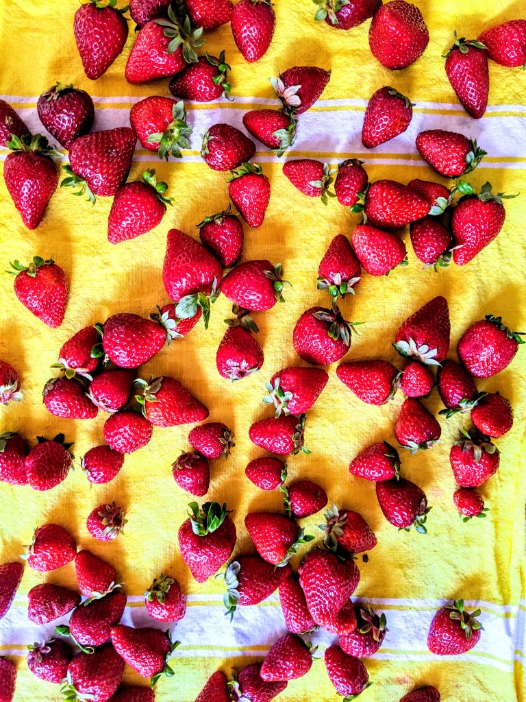 Freshly washed strawberries drying off on a kitchen towel.
