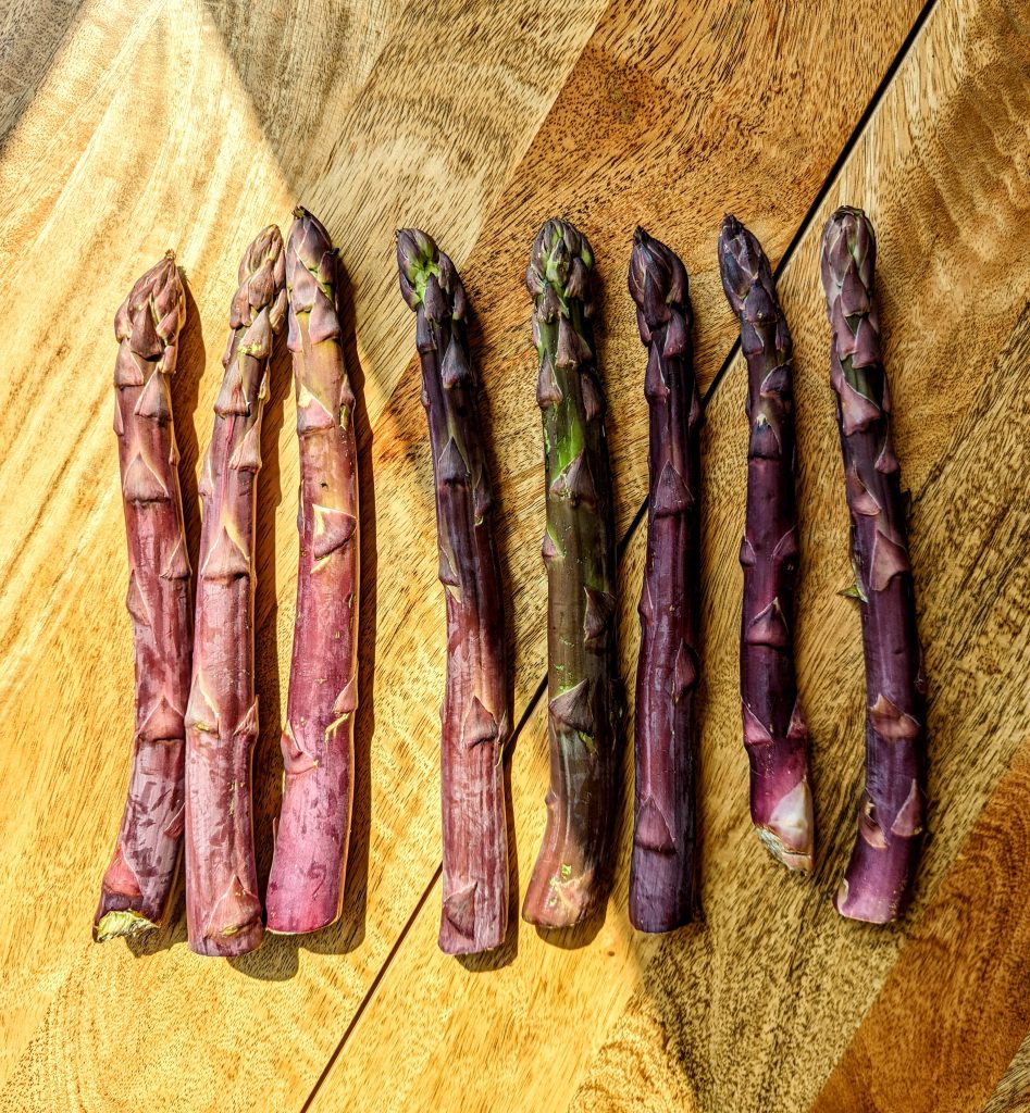 Beautiful purple spring asparagus laying flat on a wooden table.