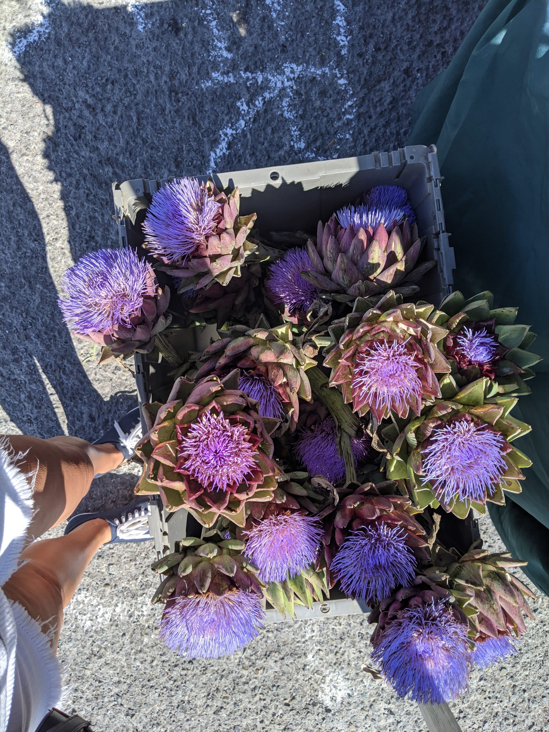 A crate of purple artichoke flowers from above.