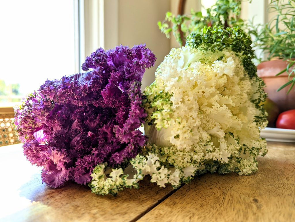 Two bunches of vibrant purple and white kale resting on a wooden table.